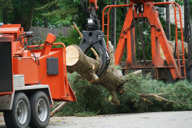  Kittitas, WA Tree Care Services Pros