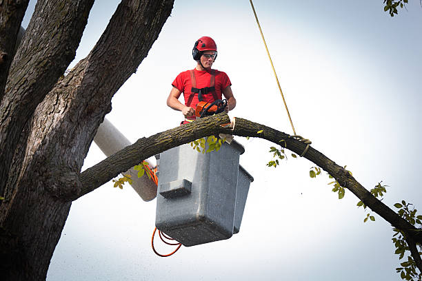 How Our Tree Care Process Works  in  Kittitas, WA